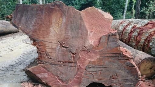 Sapele Wood Logs