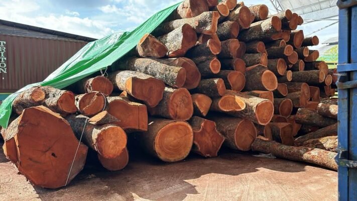 Mahogany Wood logs