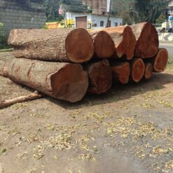 Mahogany Wood logs